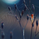 Imagen para el artículo titulado Las mejores fotografías no profesionales de naturaleza del año
